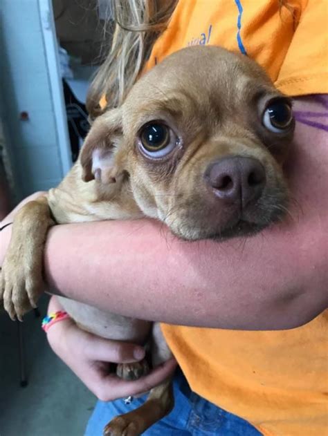 Tracy animal shelter - Erin Regan Animal Sanctuary, Picayune, Mississippi. 4,881 likes · 206 talking about this · 50 were here. 501(c)3 nonprofit animal rescue saving farm and companion animals in the deep south.